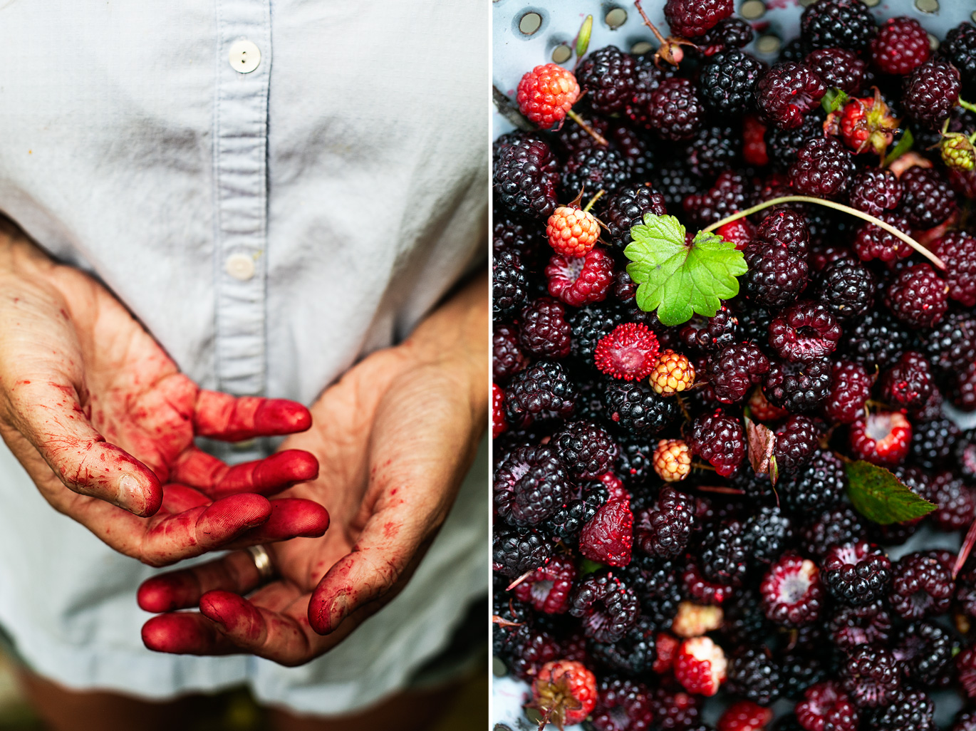 wild forgaged blackberry